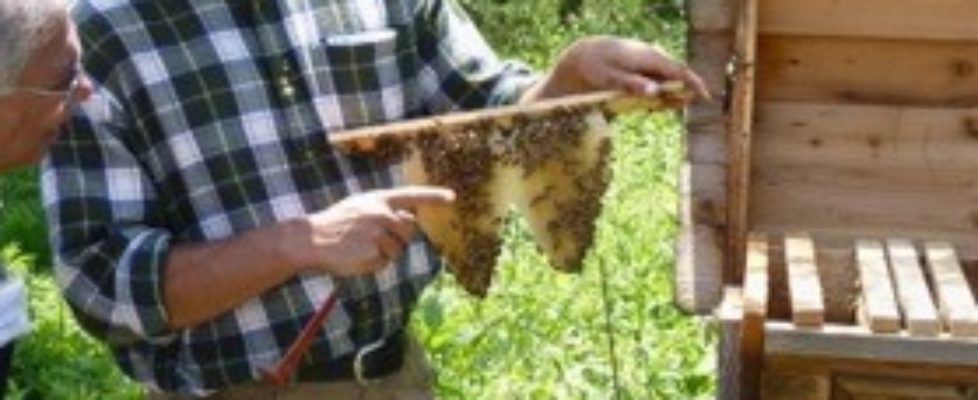 Spikenard Farm Honeybees